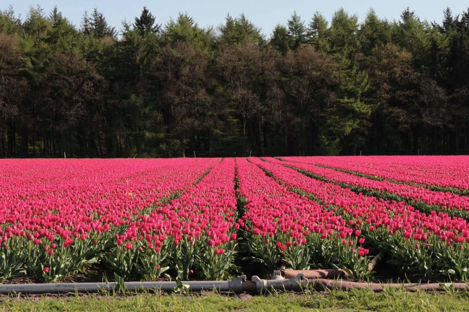 Natuurhuis Dichtbij-Gebieden zomer 20km