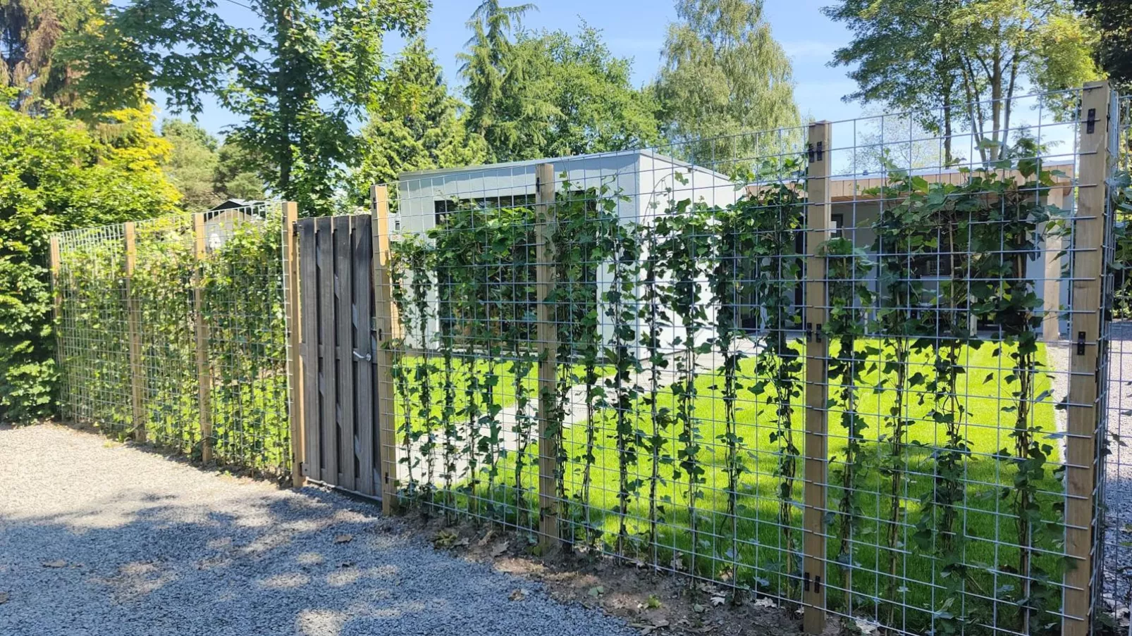 De Veluwse houtduif-Tuinen zomer
