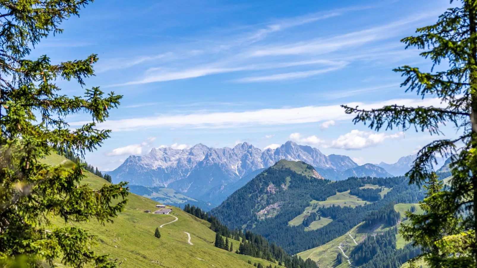 Alpensteinbock Saalbach D-Gebieden zomer 20km