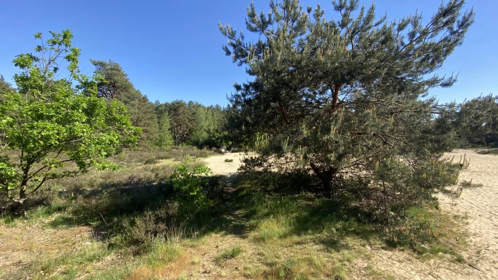 Boshuisje-Gebieden zomer 1km