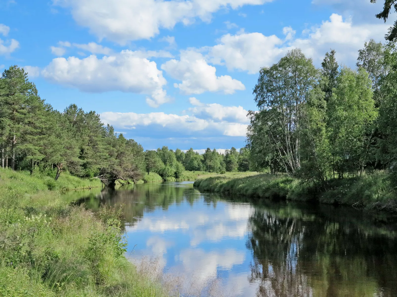 Kvisthån Idegranen-Buiten