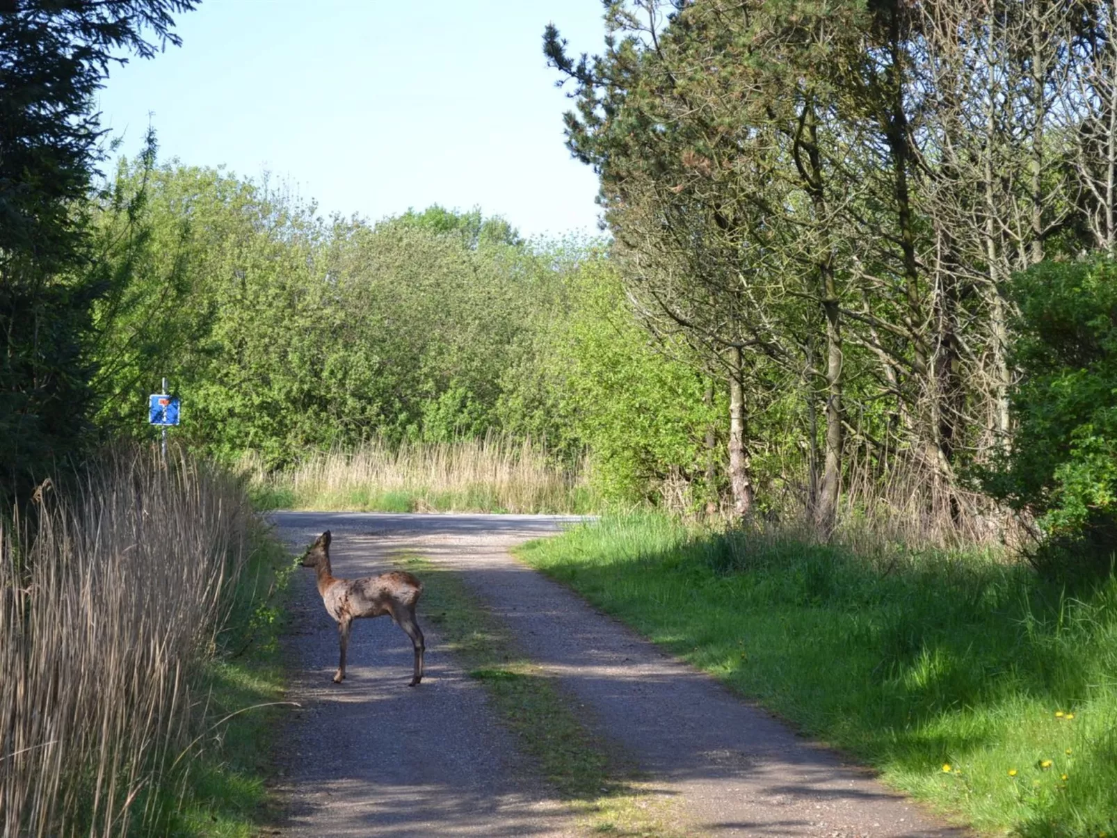 "Denisa" - 2.3km from the sea-Buiten