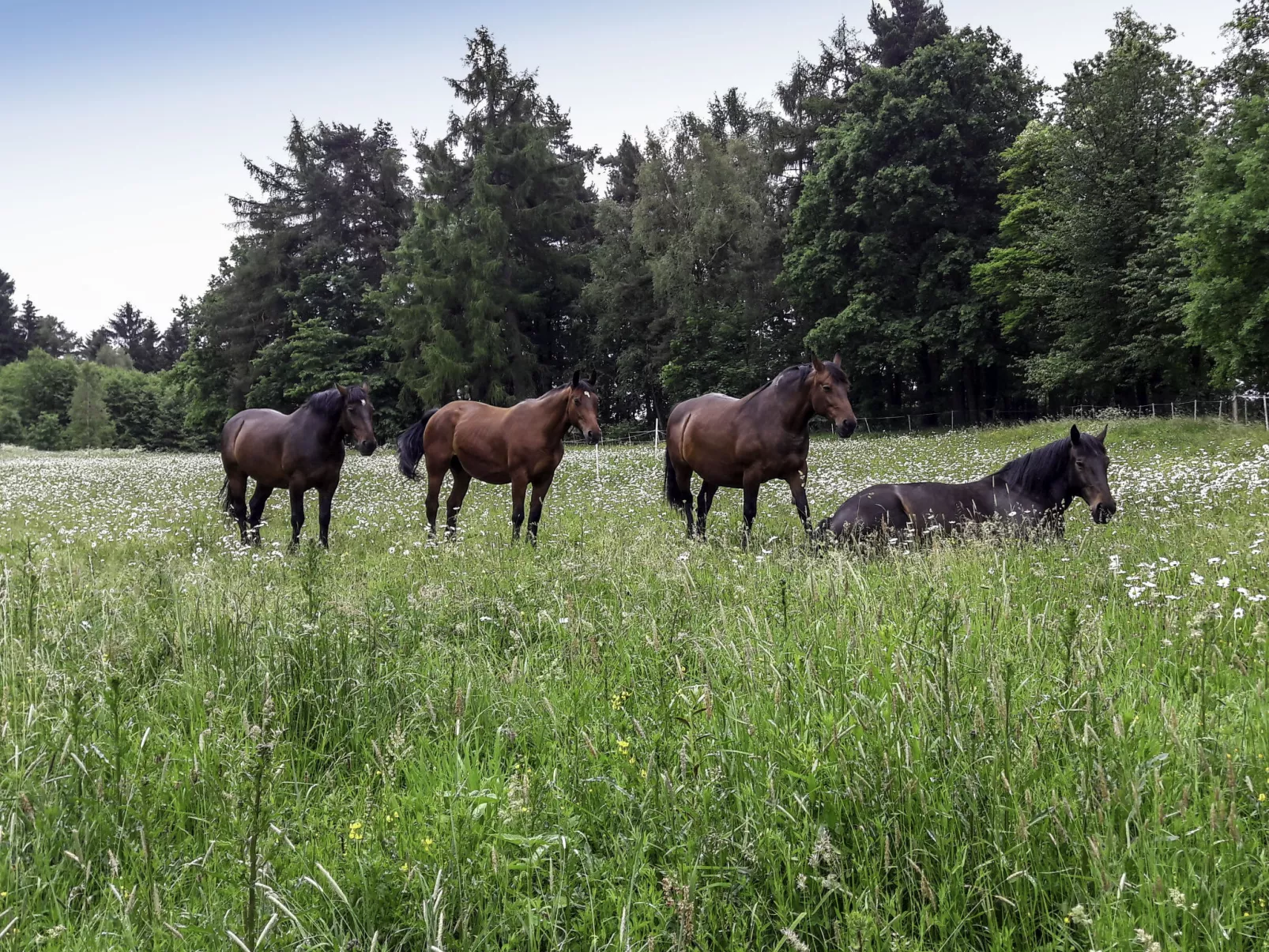 Dom na Skraju-Buiten