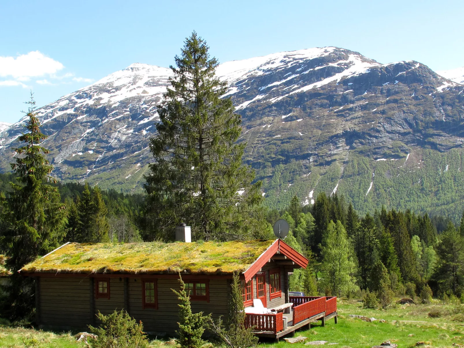 Fjellbris