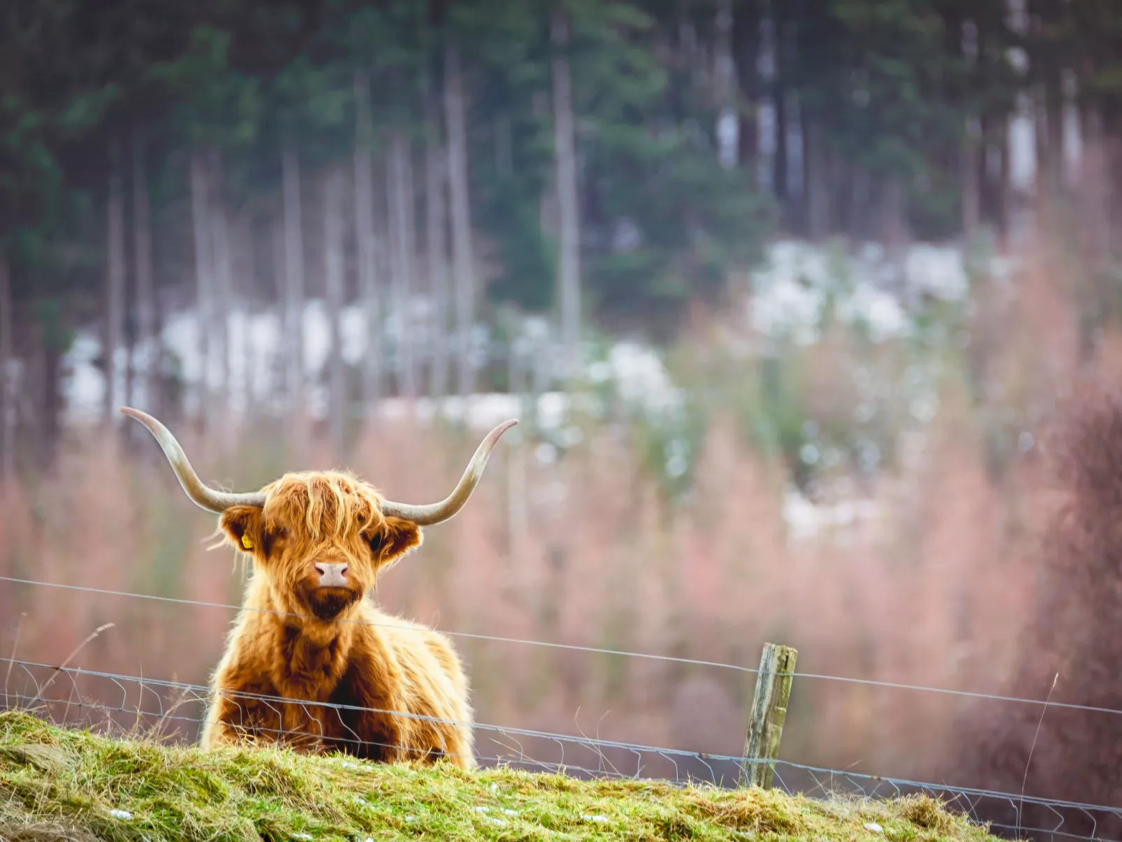 Betulamhor-Omgeving