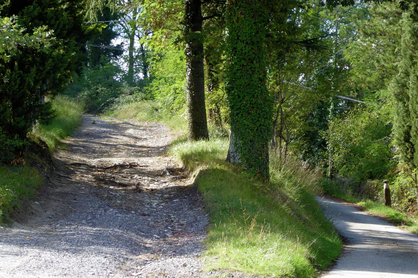 Nocciolo Uno-Gebieden zomer 1km
