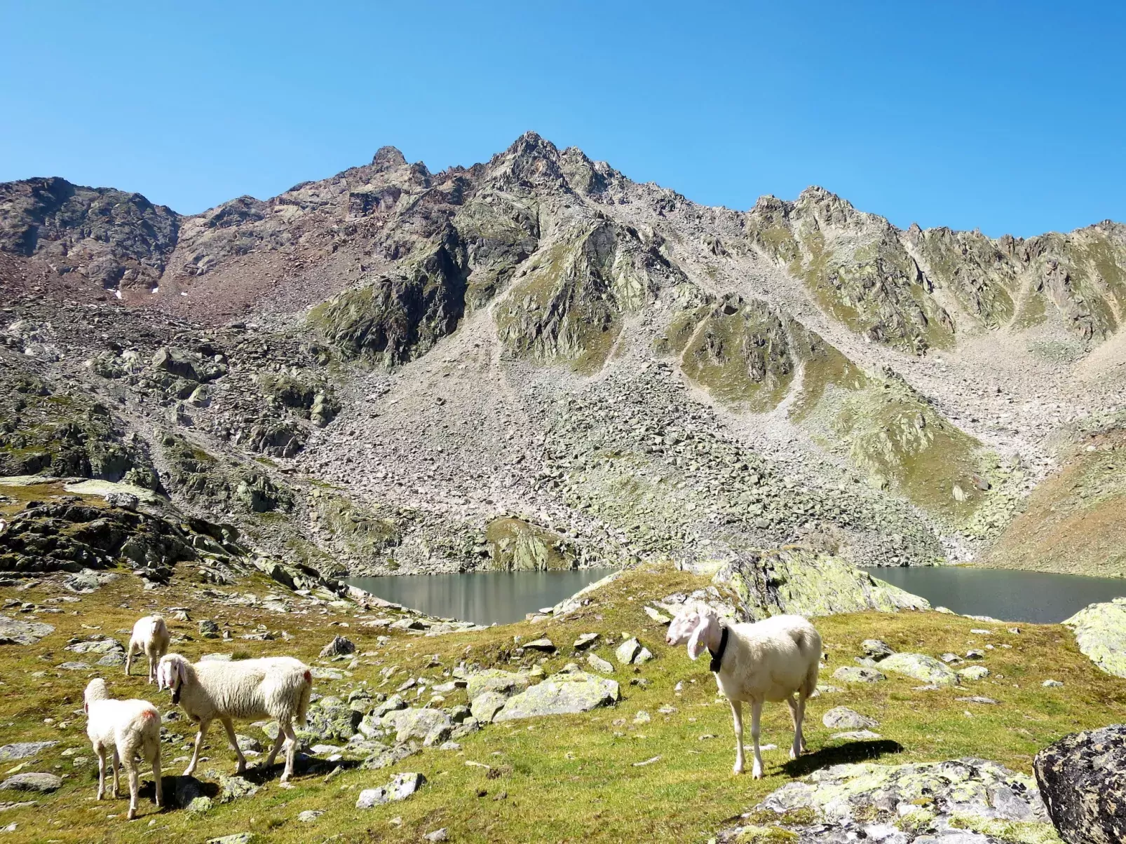 Moosalm-Omgeving