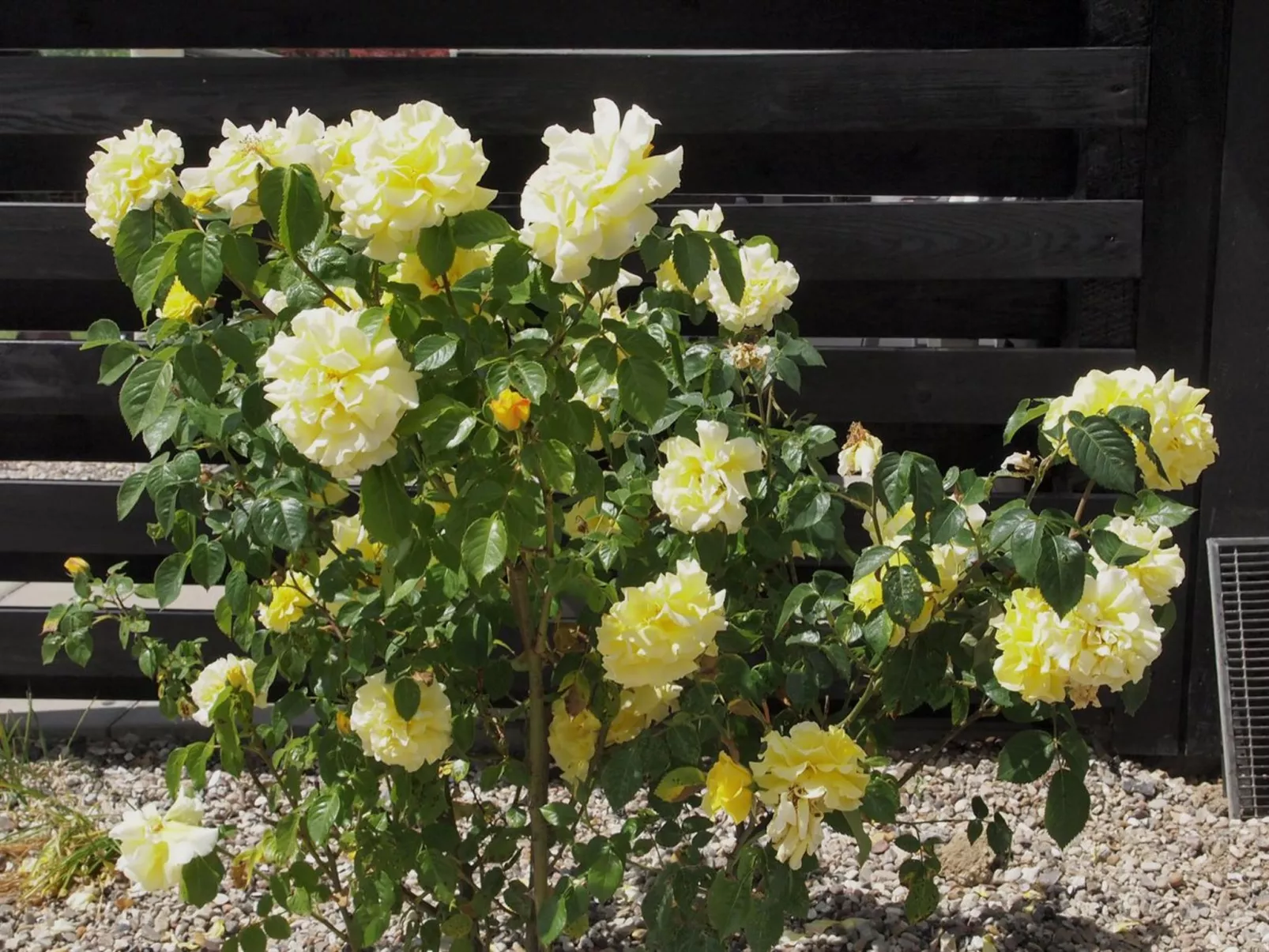 "Hortensia" - 350m from the sea-Buiten