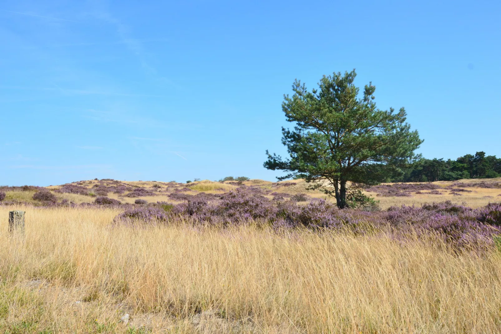 De Veluwse Vrijheid-Gebieden zomer 20km