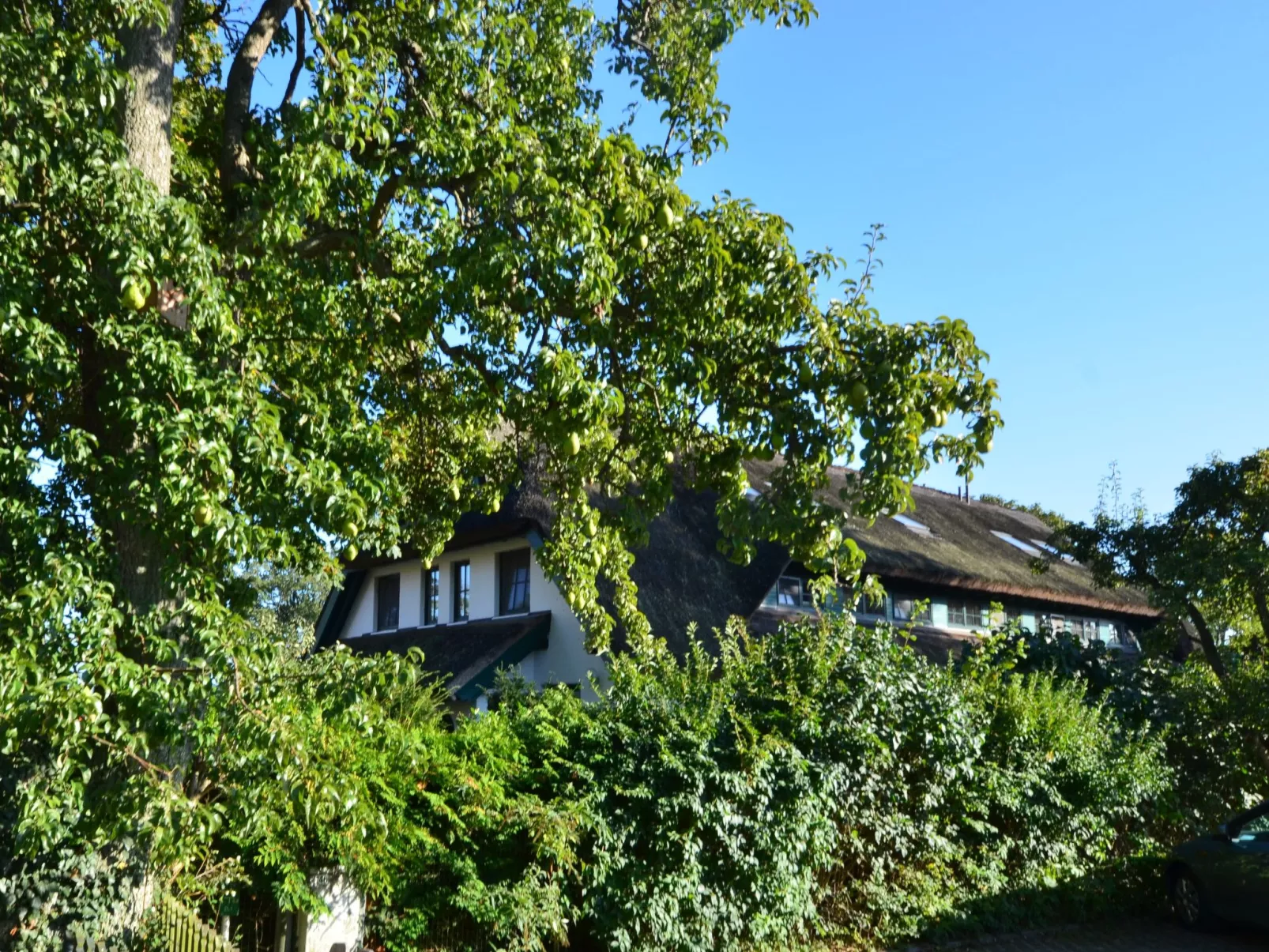 Dünenrose-Buiten