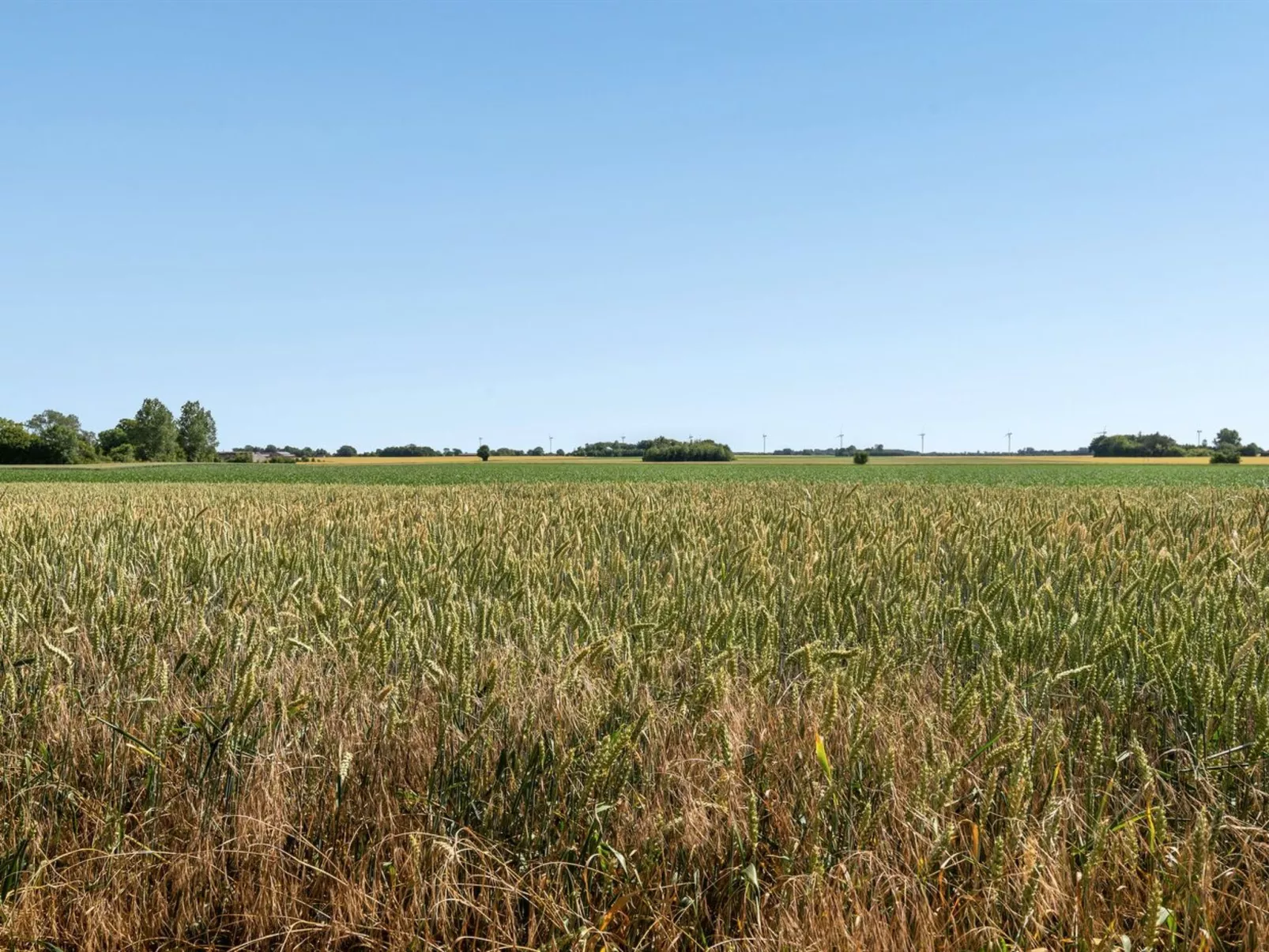 "Redlef"-Buiten