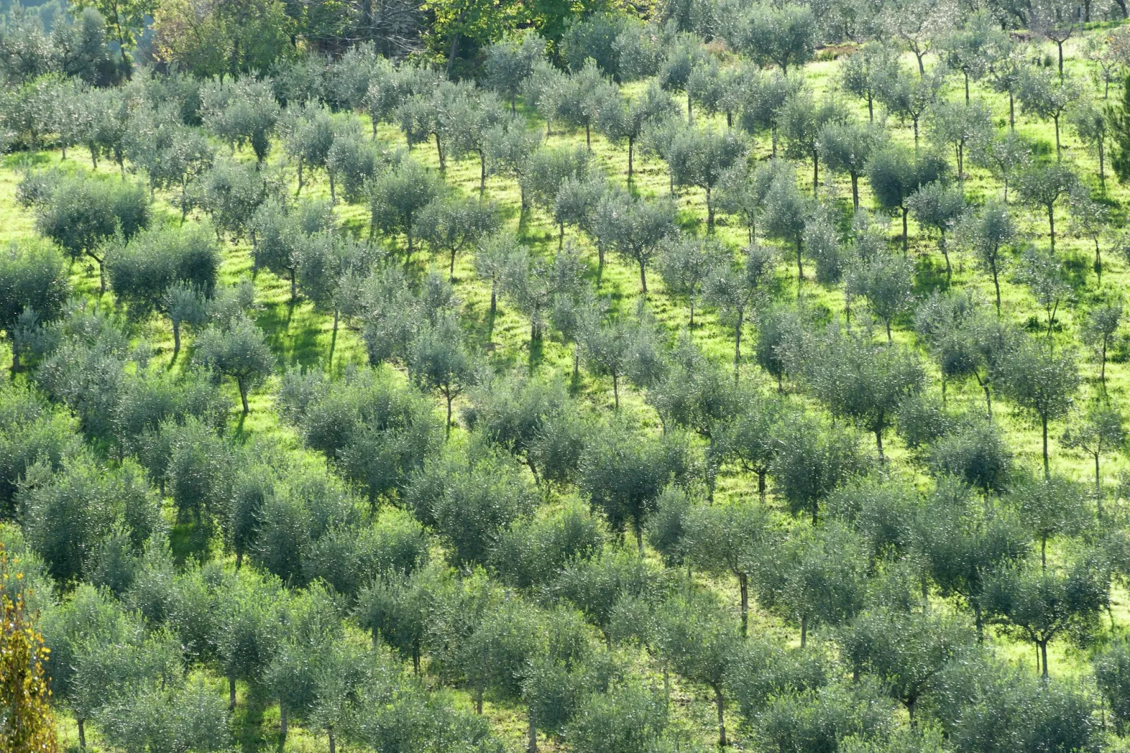 Petit Verdot-Gebieden zomer 5km