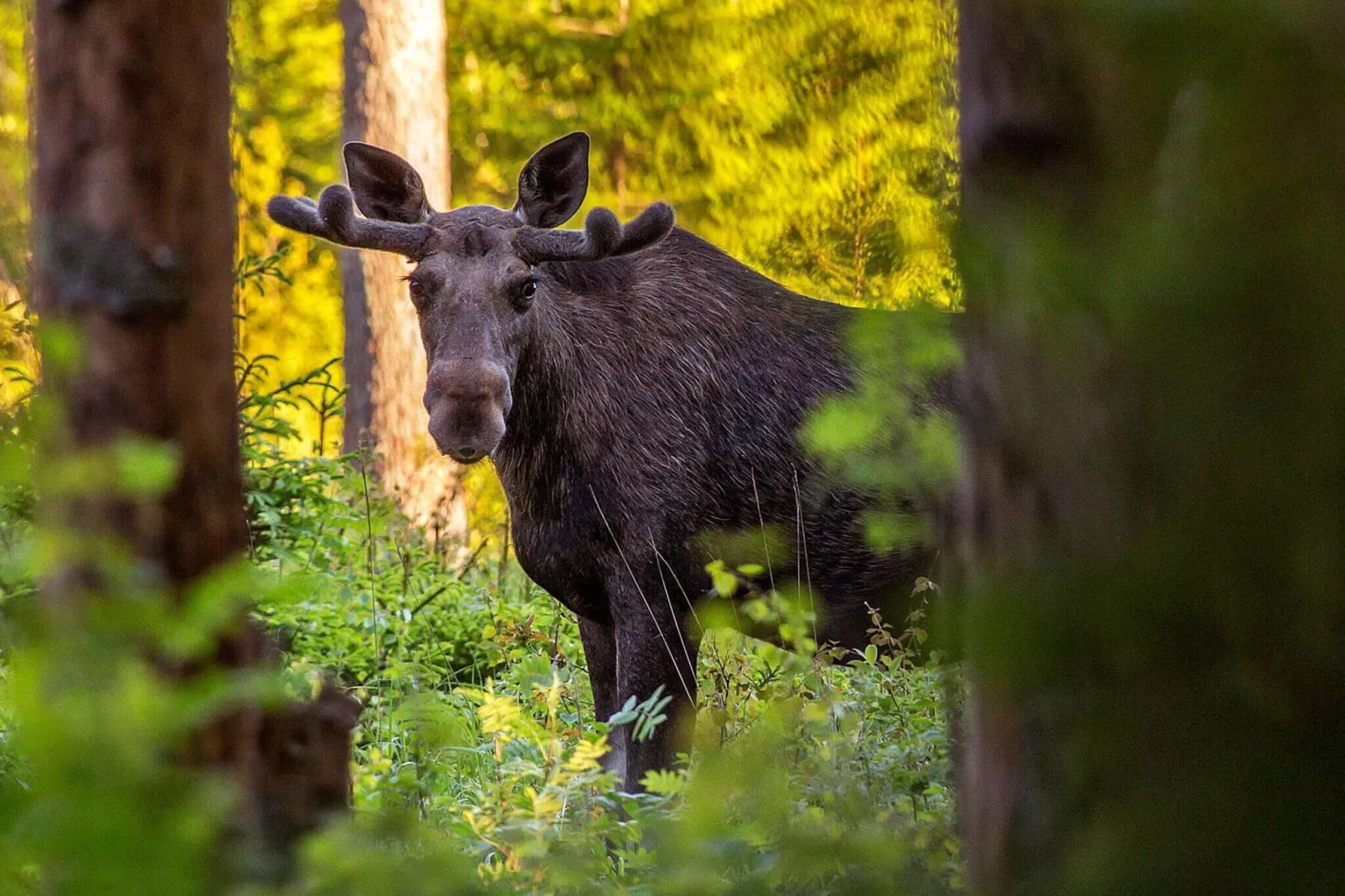 6 persoons vakantie huis in SÄLEN-By Traum-Niet-getagd