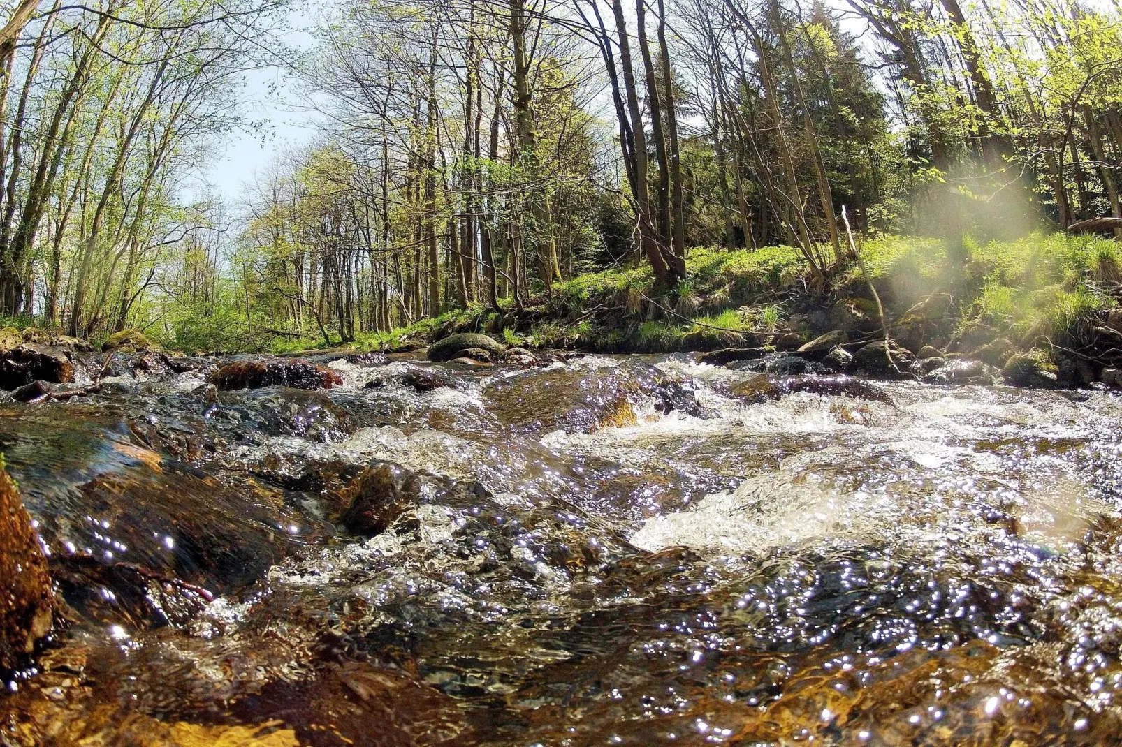 Ferienhaus in Hasselfelde - Haus 404 Auerhahn-Gebieden zomer 1km