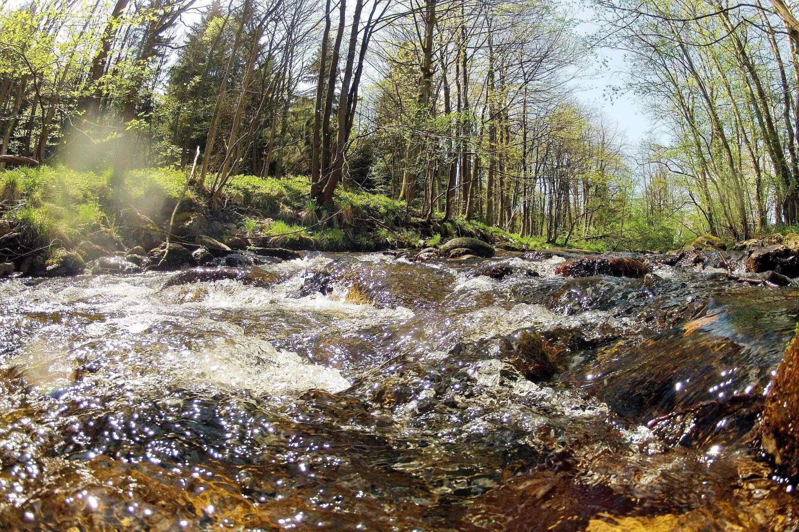 Ferienhaus in Hasselfelde - Haus 404 Auerhahn-Gebieden zomer 1km