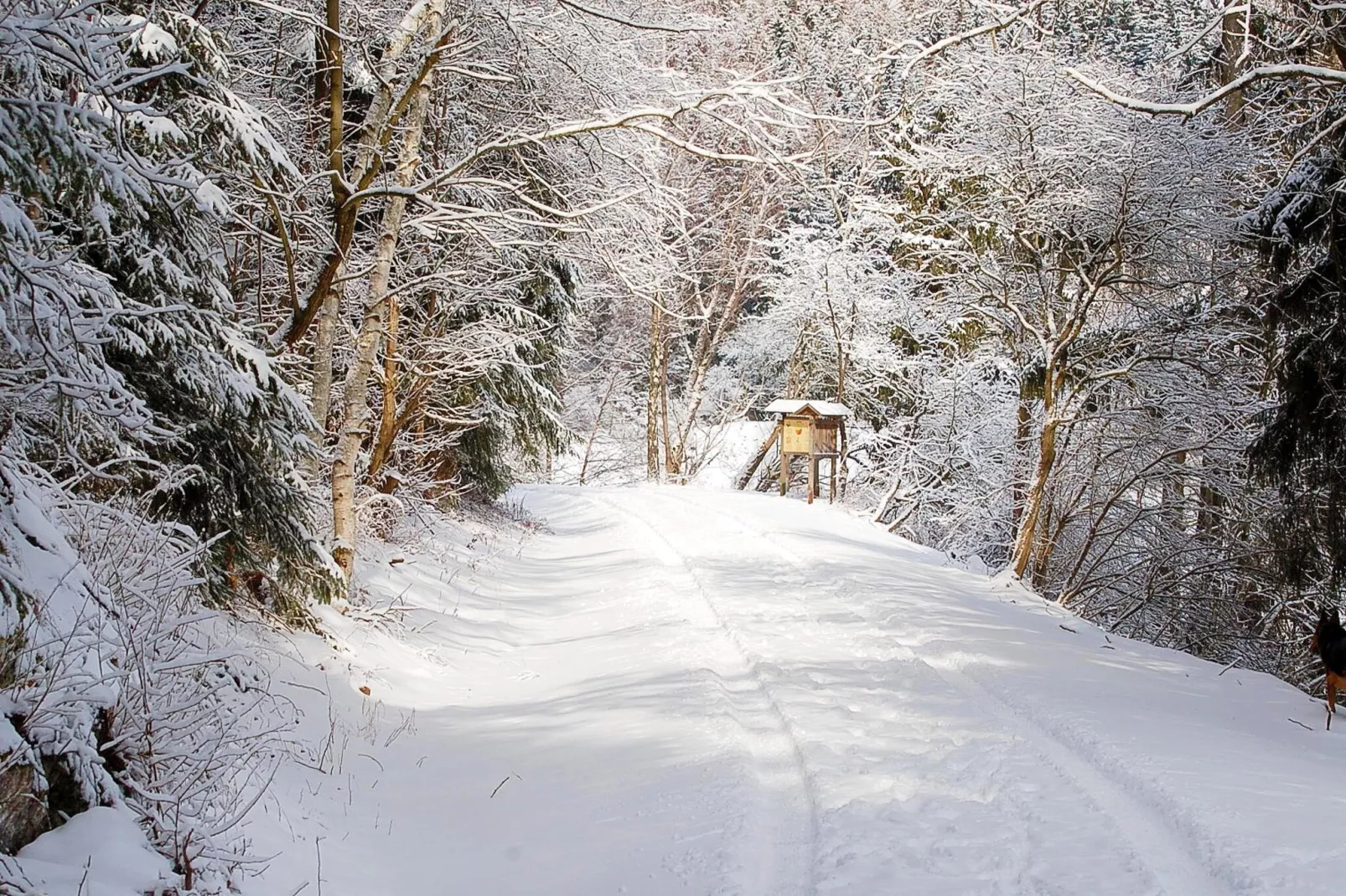 Ferienhaus in Hasselfelde - Haus 404 Auerhahn-Gebied winter 1km