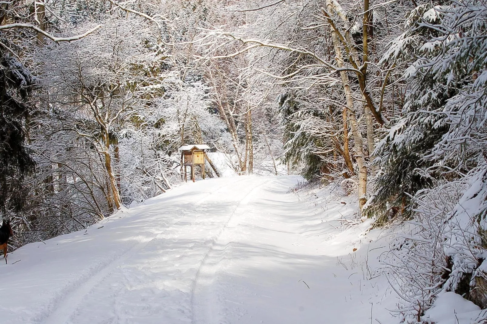 Ferienhaus in Hasselfelde - Haus 404 Auerhahn-Gebied winter 1km