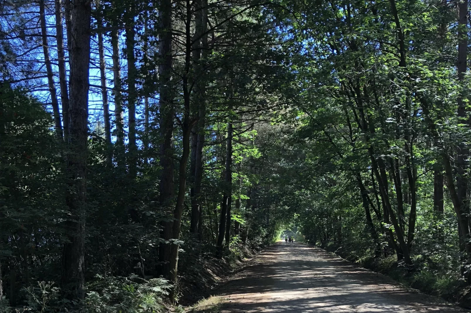 Sparrowhawk-Gebieden zomer 5km