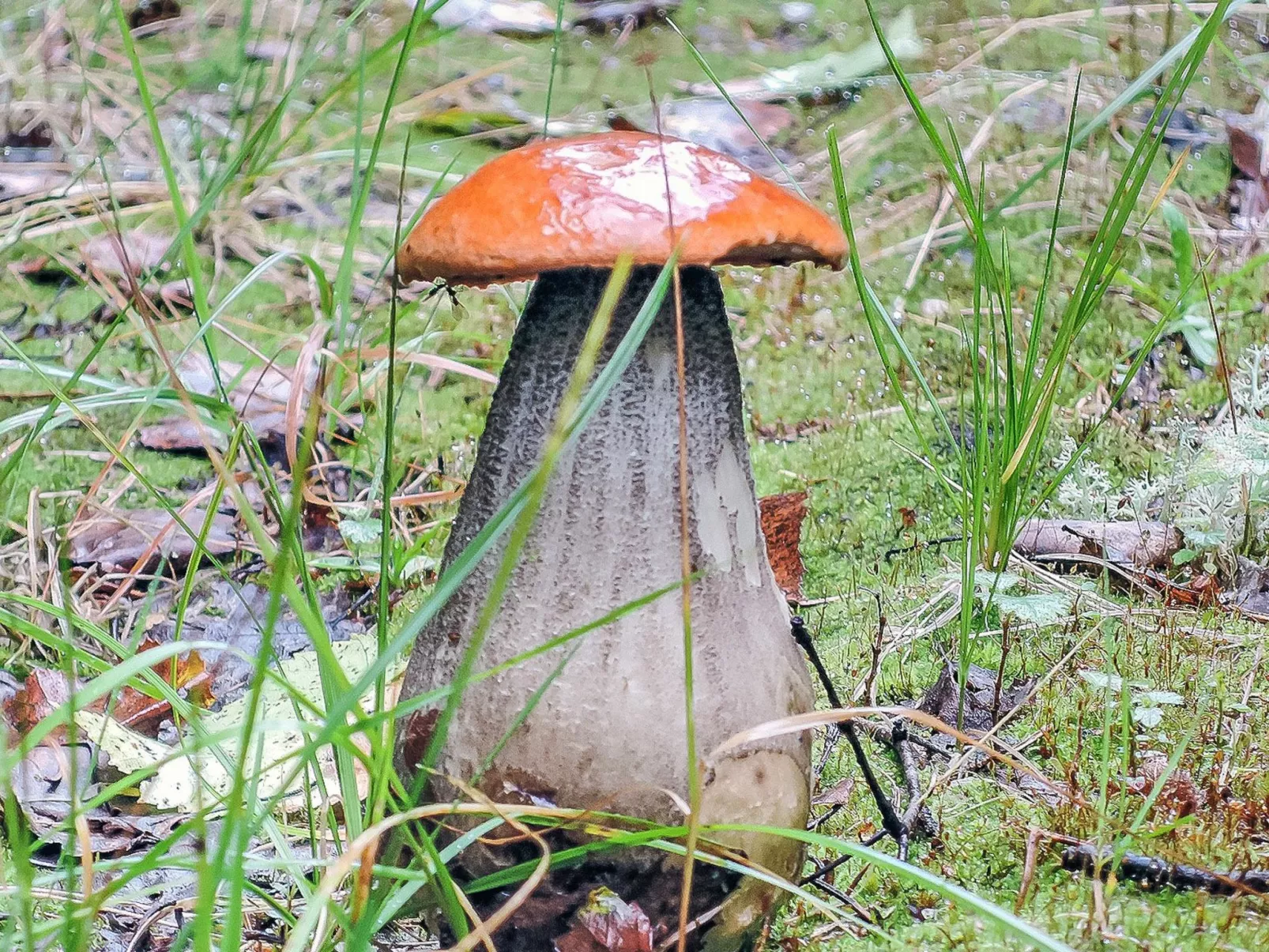 Viehko-Buiten