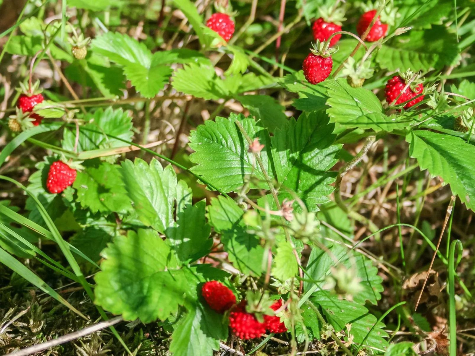 Viehko-Buiten