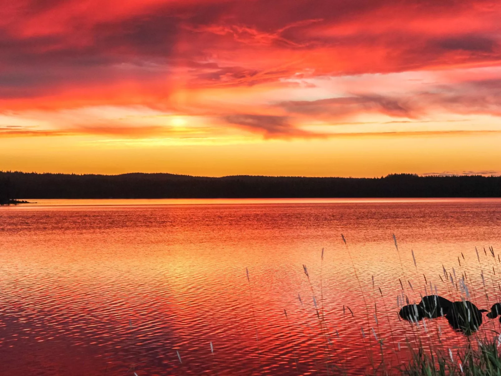 Hamppulahti-Buiten