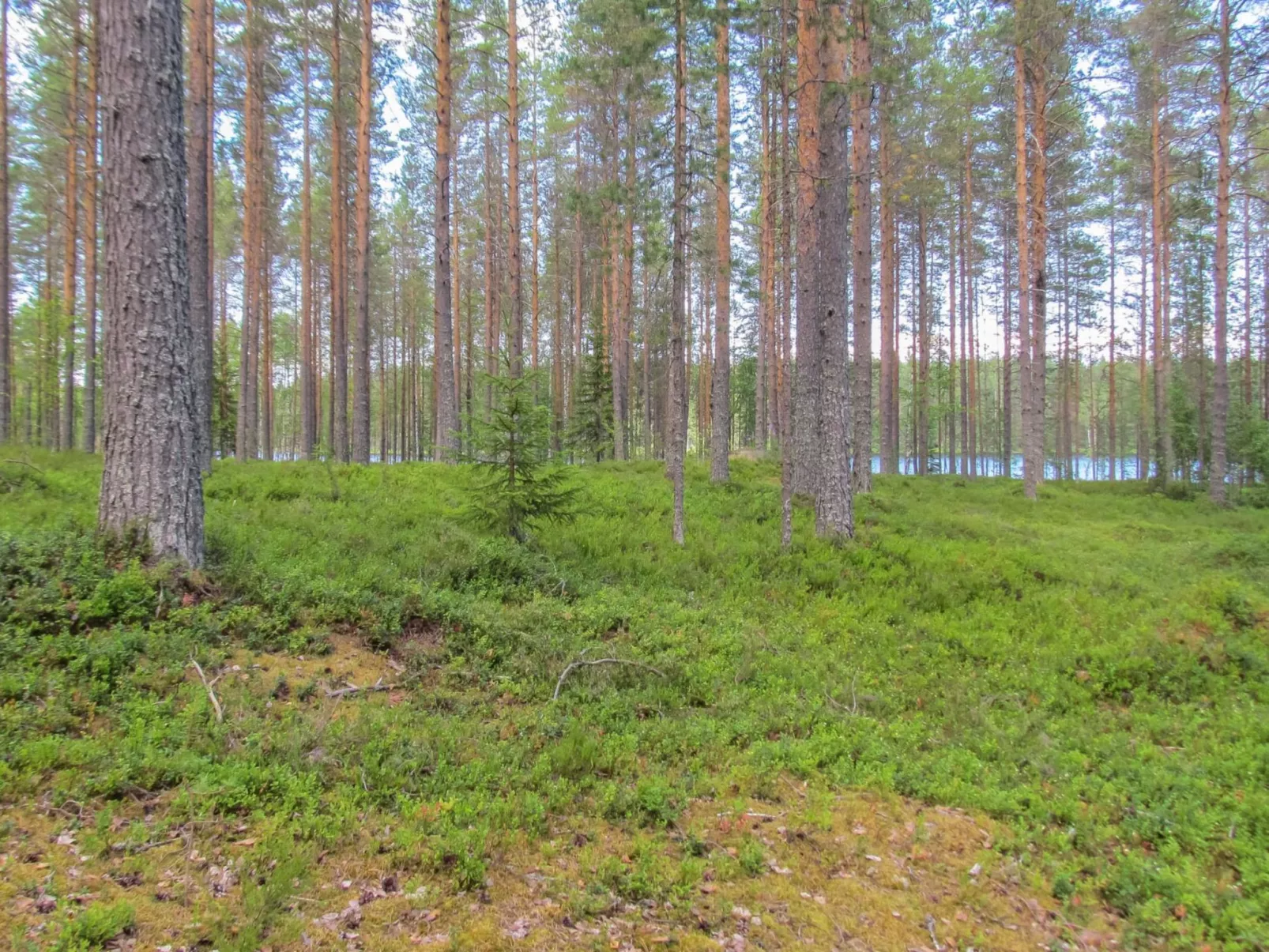 Pilkkaniemi-Buiten