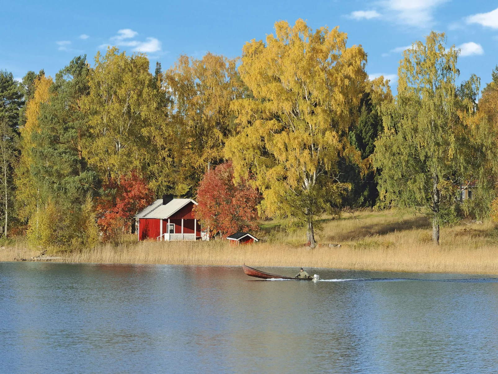 Koivu-Omgeving