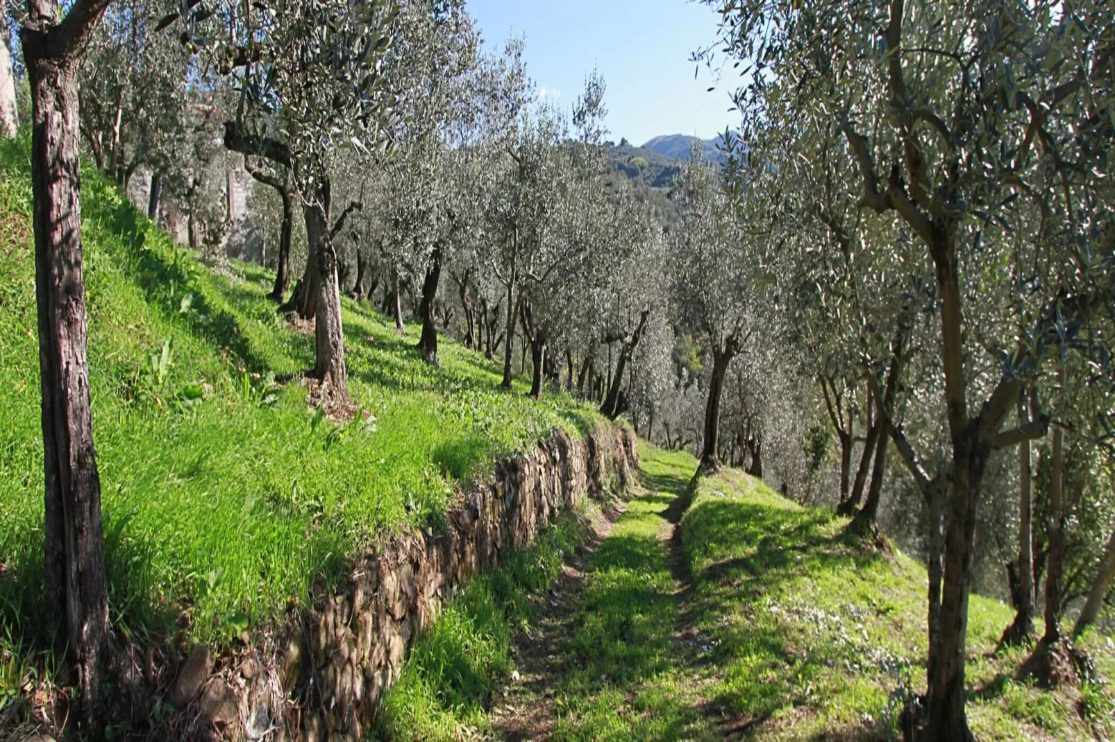 Agri-tourism Giugnano Poggio del Sole, Lamporecchio-2-Raum, Typ C, ca. 80 qm-Gebieden zomer 1km