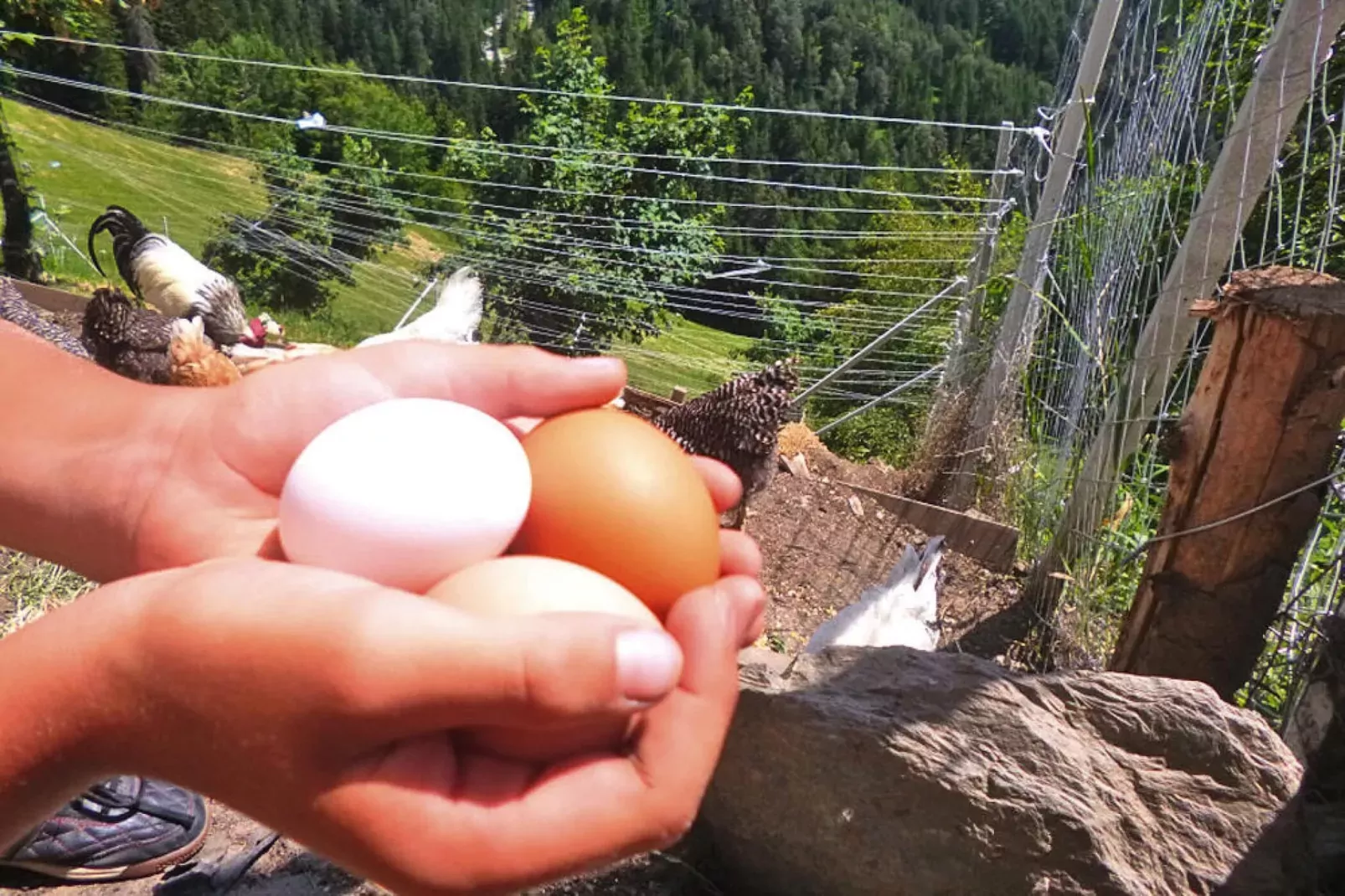 Niedermunthof Villnöß - Fermeda-Gebieden zomer 1km