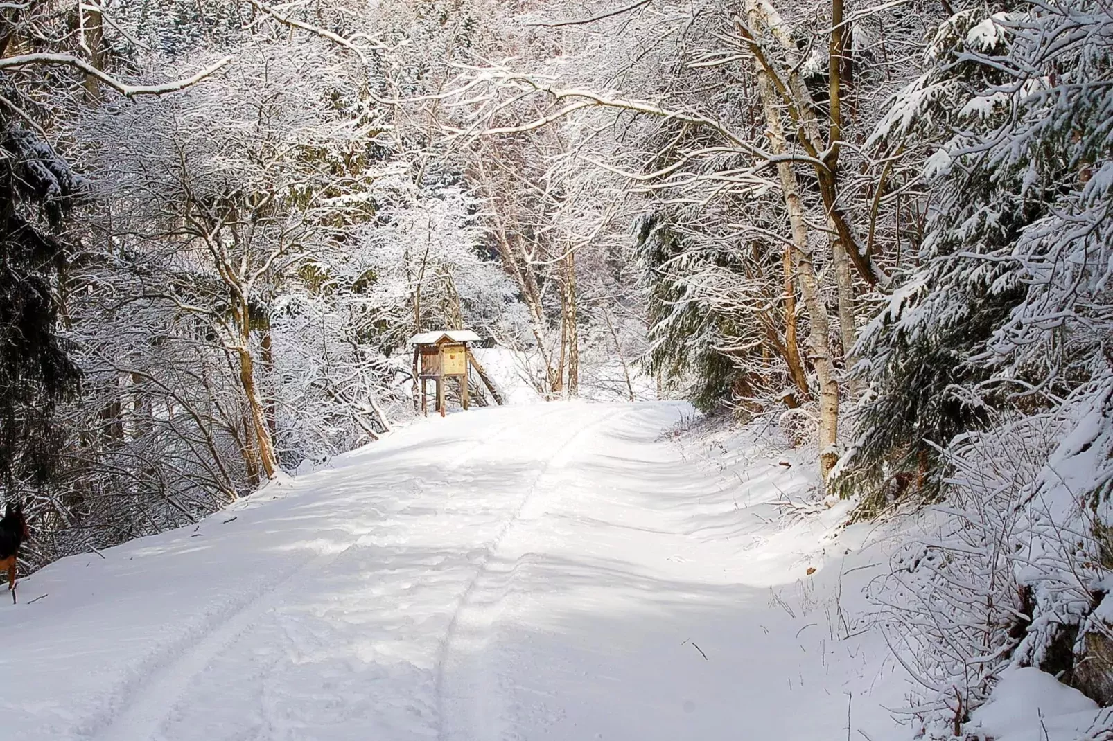 Ferienhaus in Hasselfelde - Haus 404 Auerhahn-Gebied winter 1km