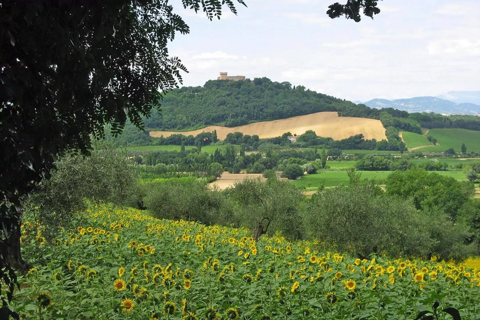 viewsummer