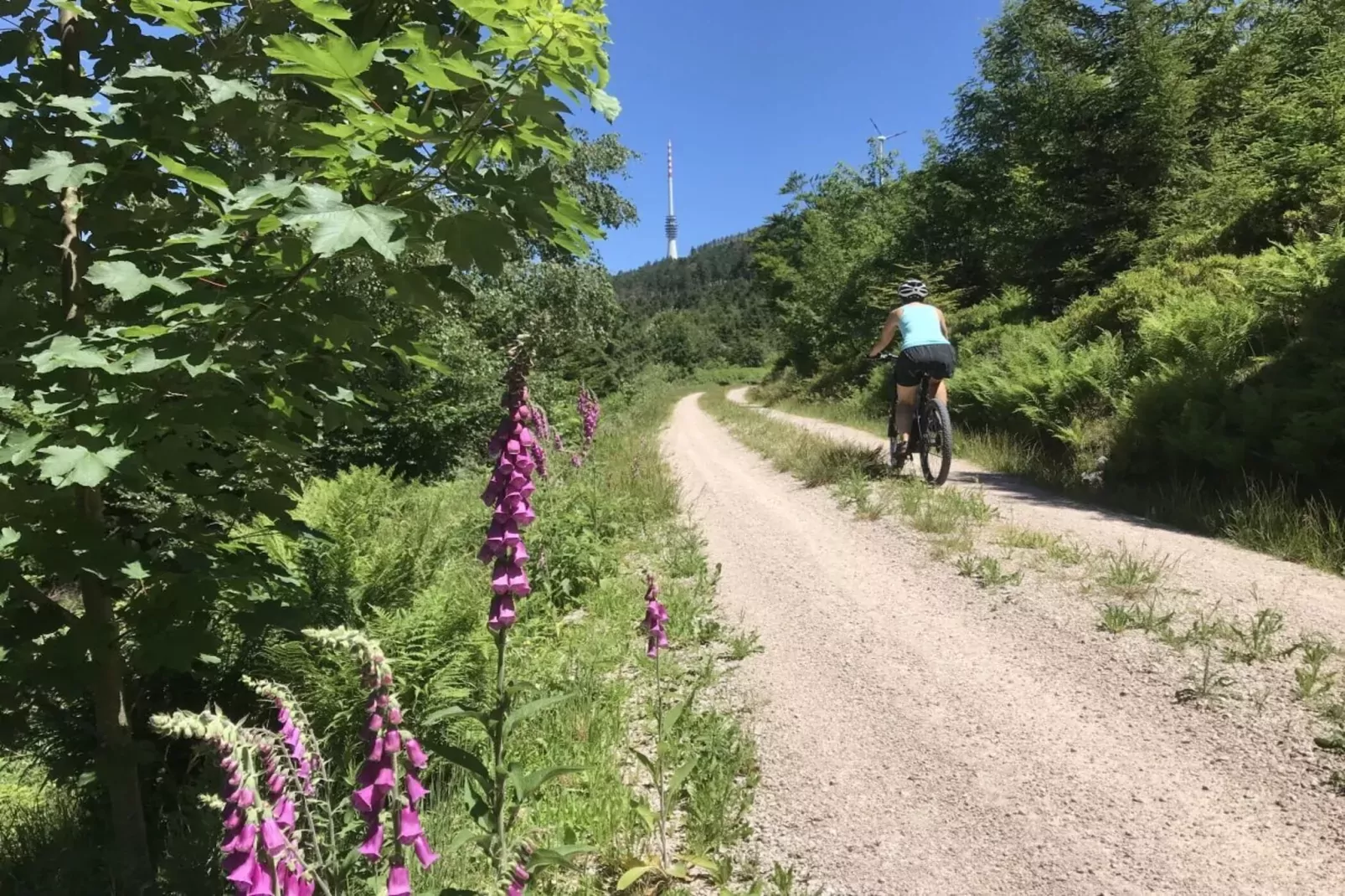 301127-Gebieden zomer 5km