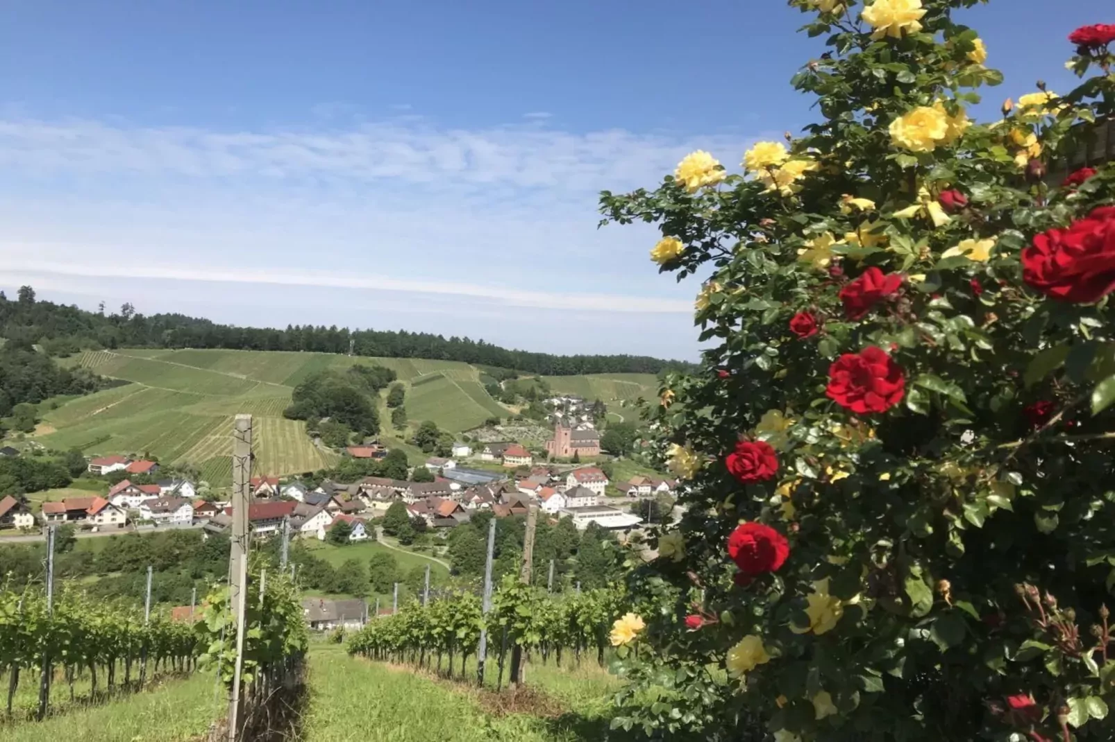 301127-Gebieden zomer 5km