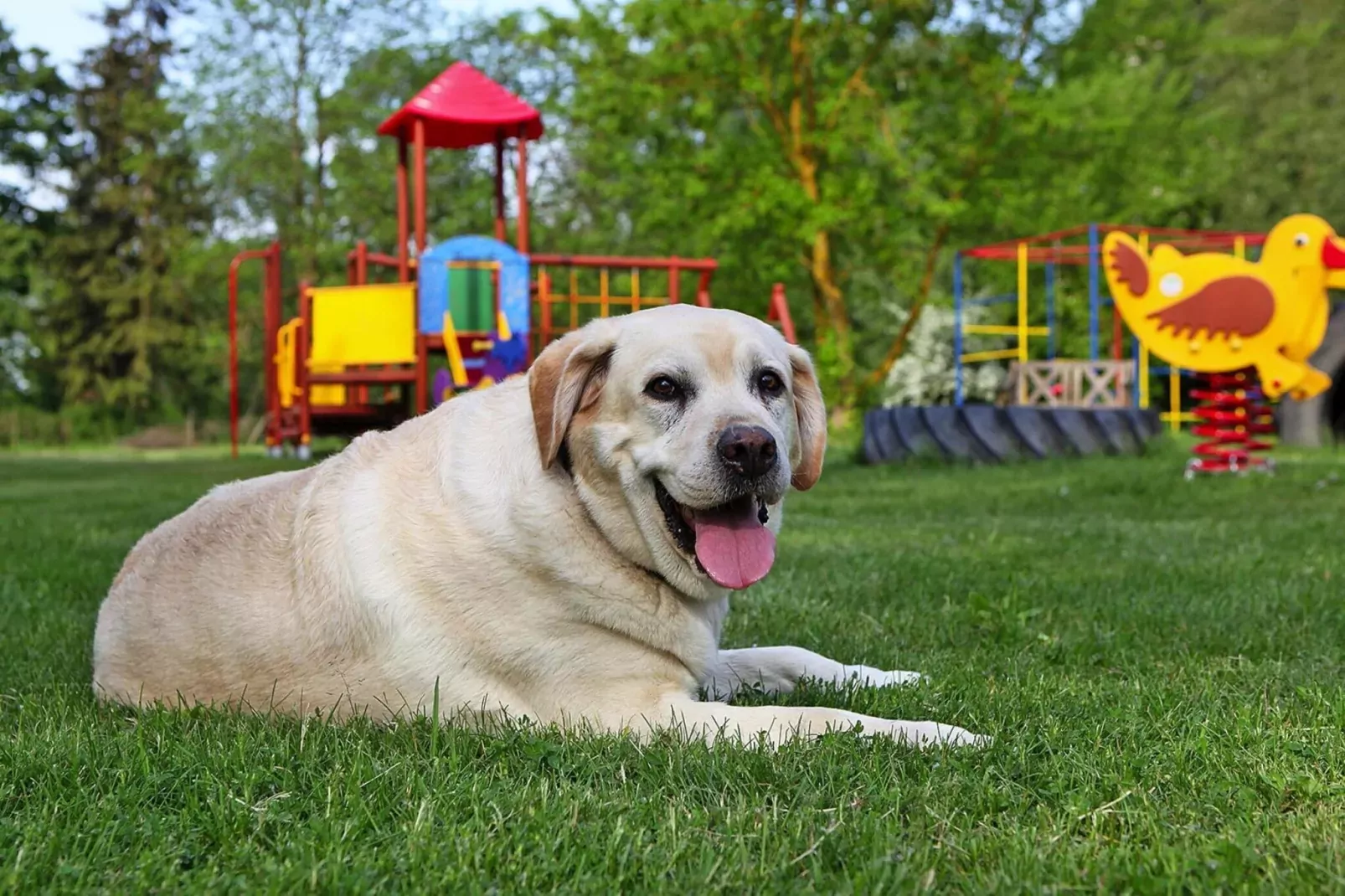 FH Nr 2 mit Hund 7-8 Personen 135 qm-Tuinen zomer
