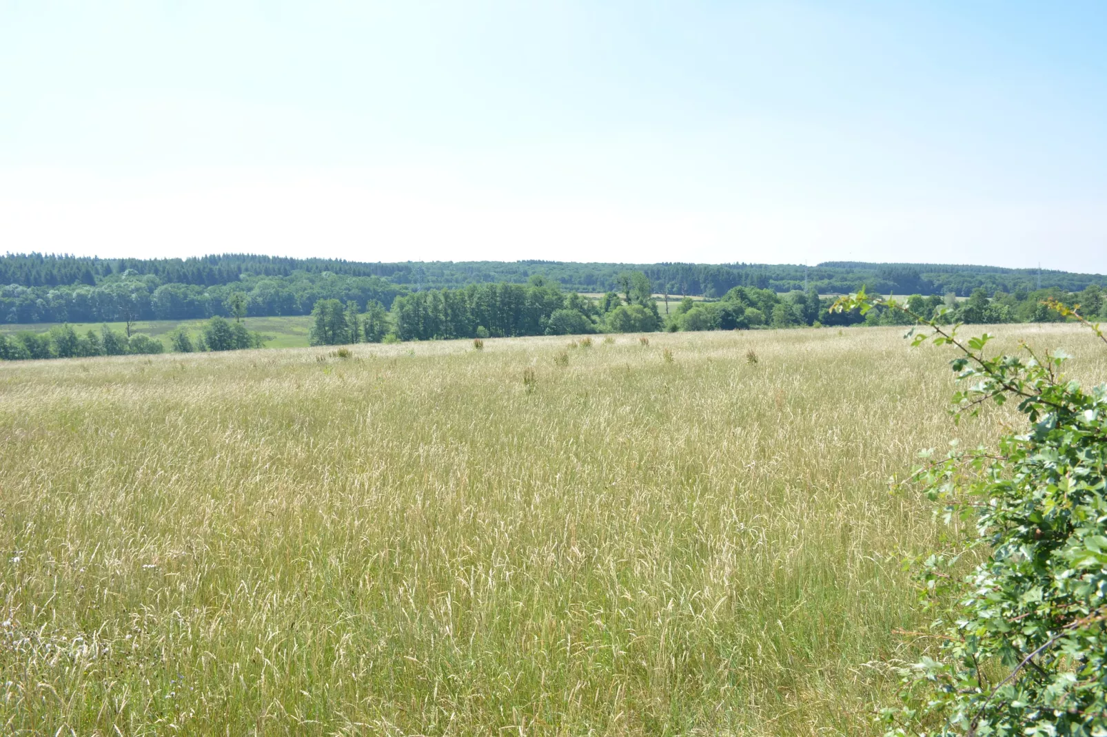 La Drève du Château-Uitzicht zomer
