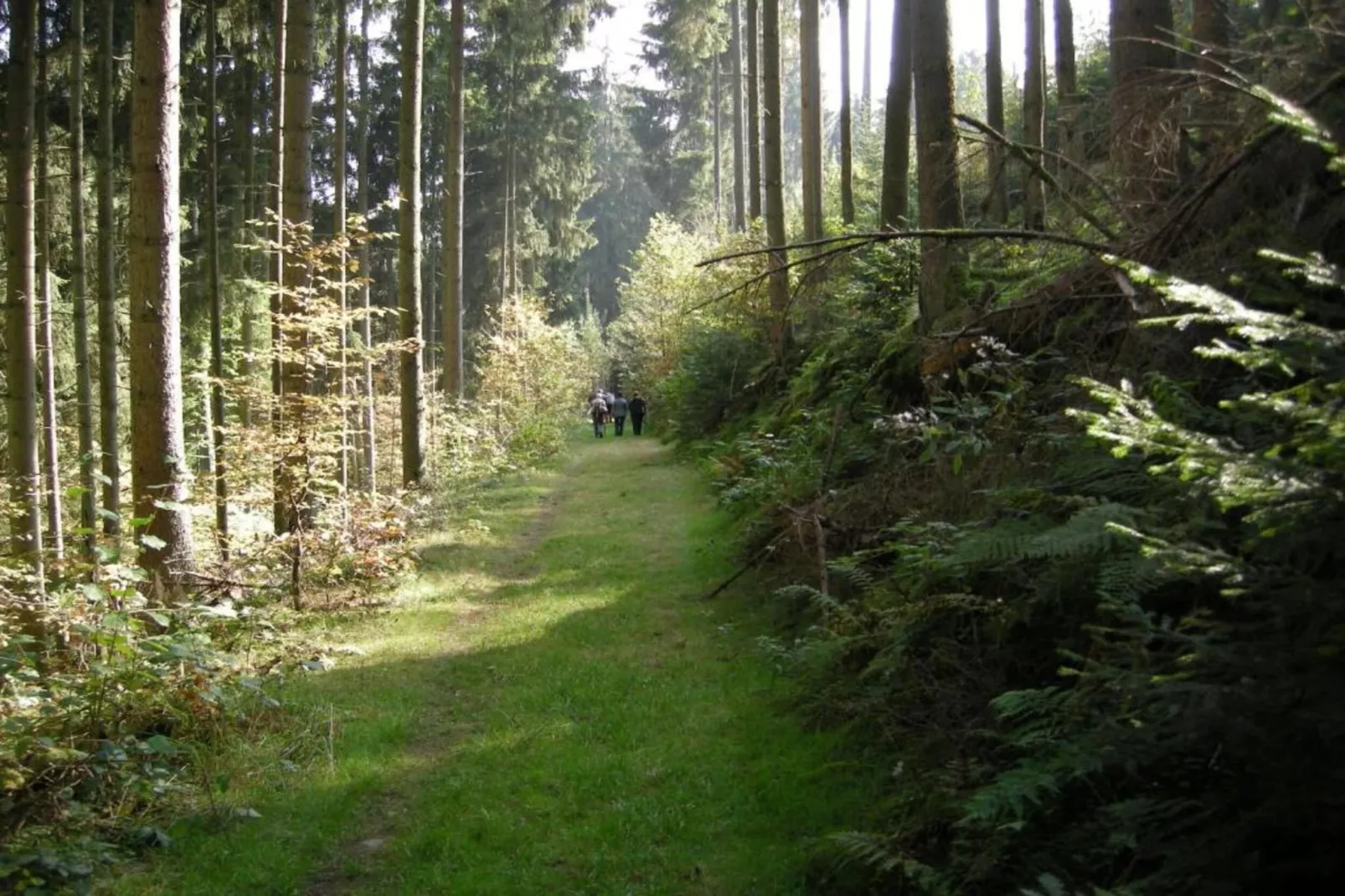 Bungalow Typ B 4P - Camping Park in der Eifel-Gebieden zomer 20km