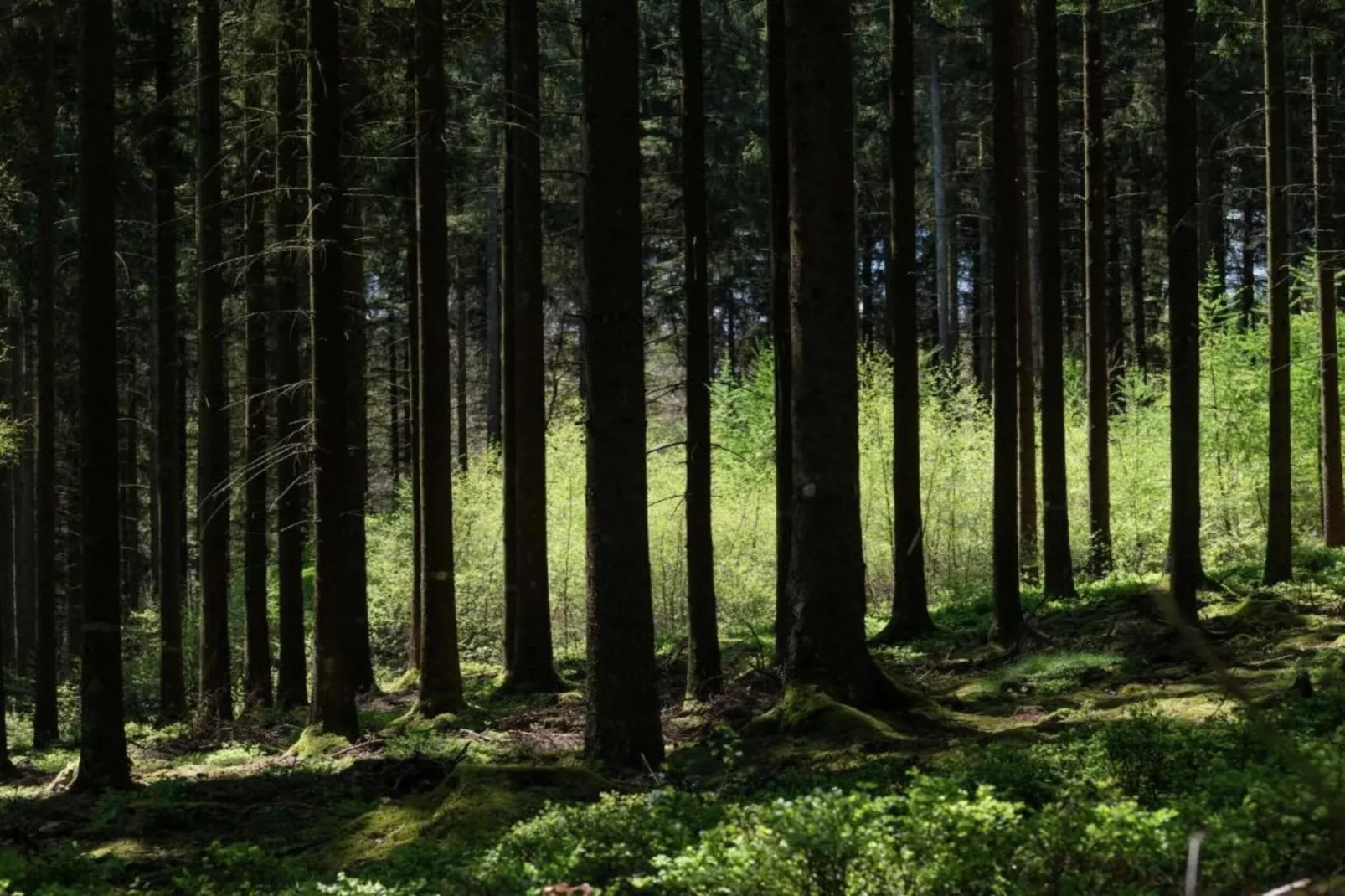 Wood Dream-Gebieden zomer 20km