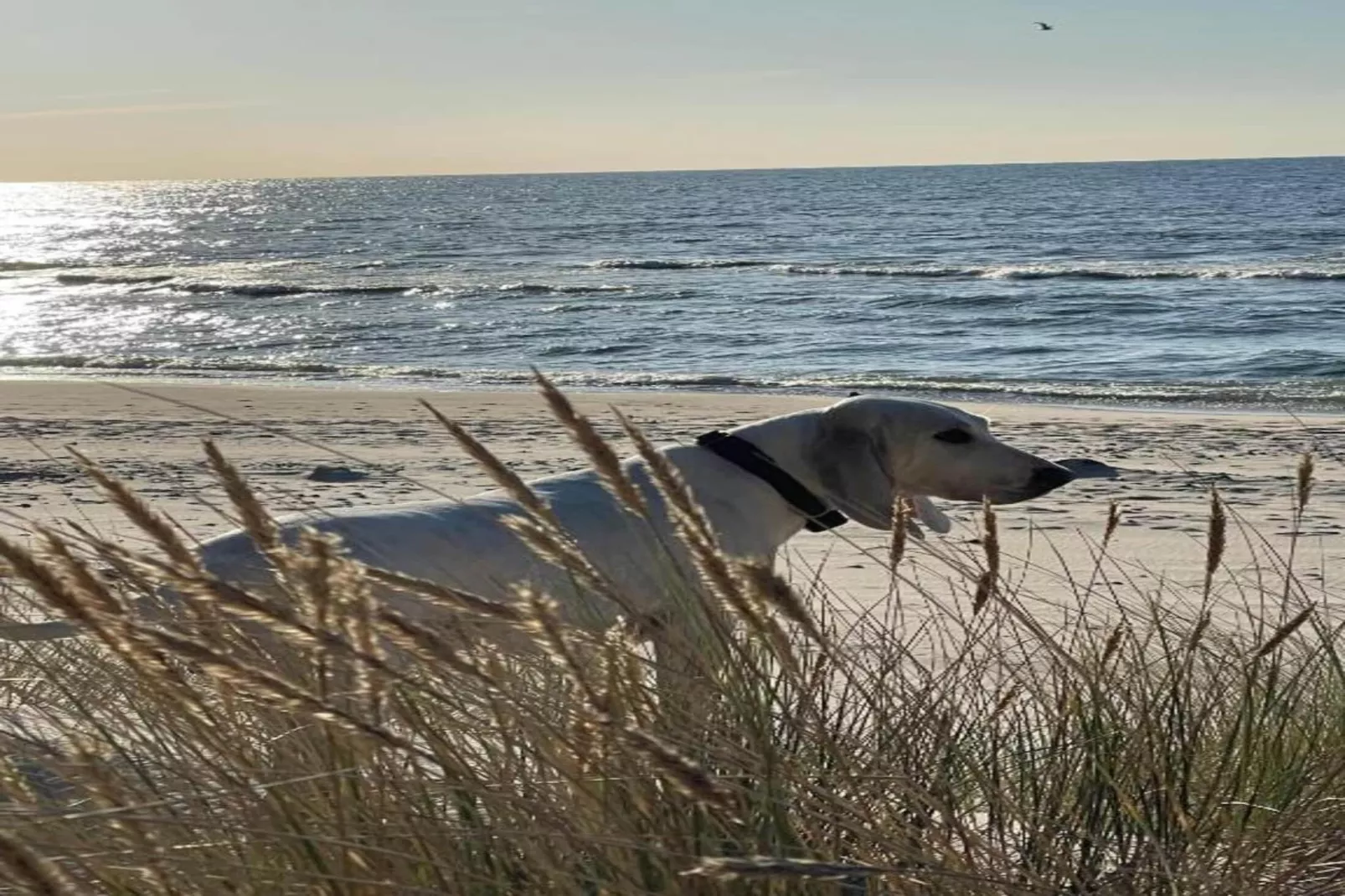 Sunny bungalow by the sea-Gebieden zomer 1km