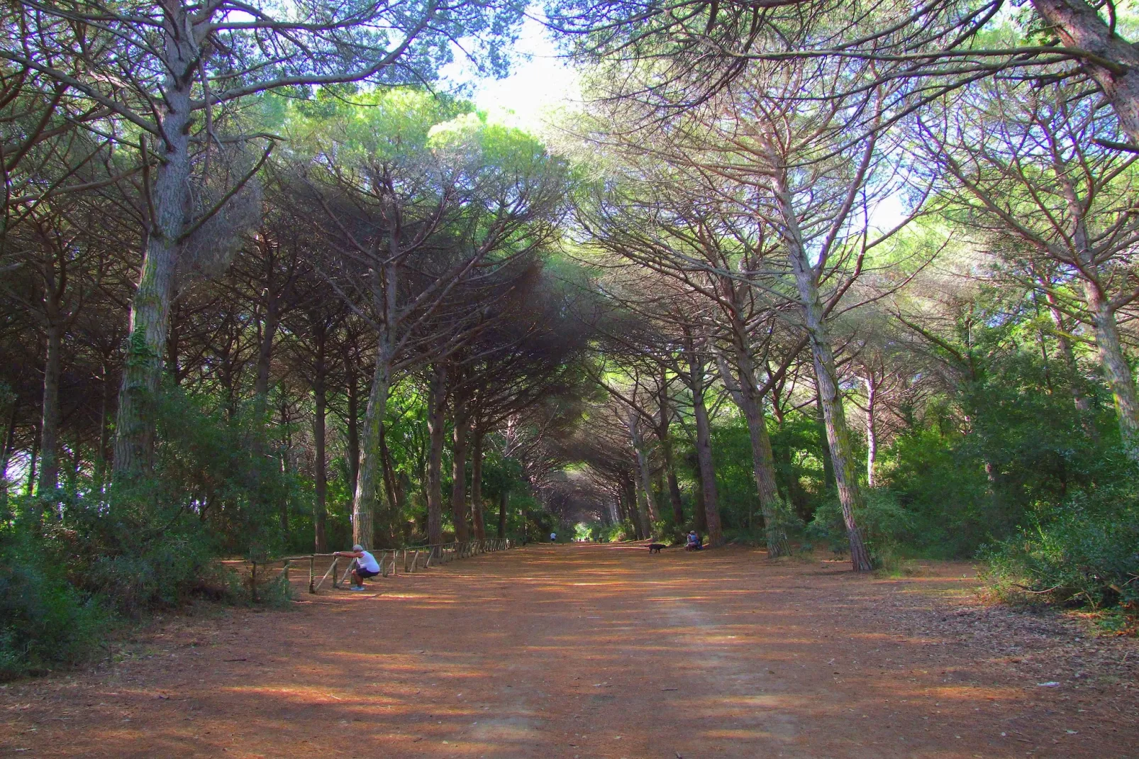 Pineta Iris-Gebieden zomer 1km