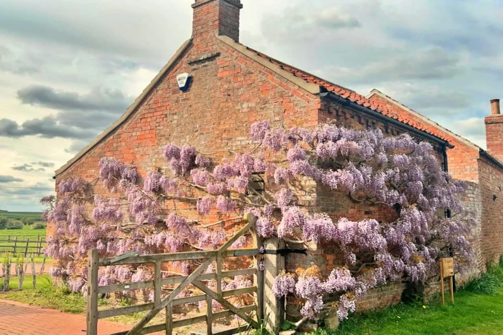 Wisteria at the Rookery