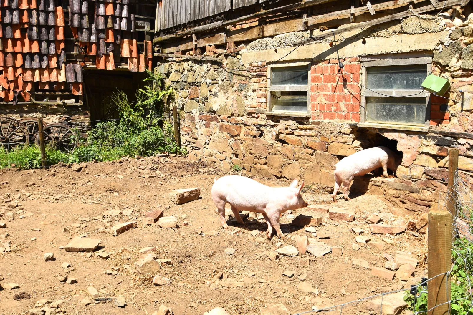 Am Ferienbauernhof - FW 7-Sfeer