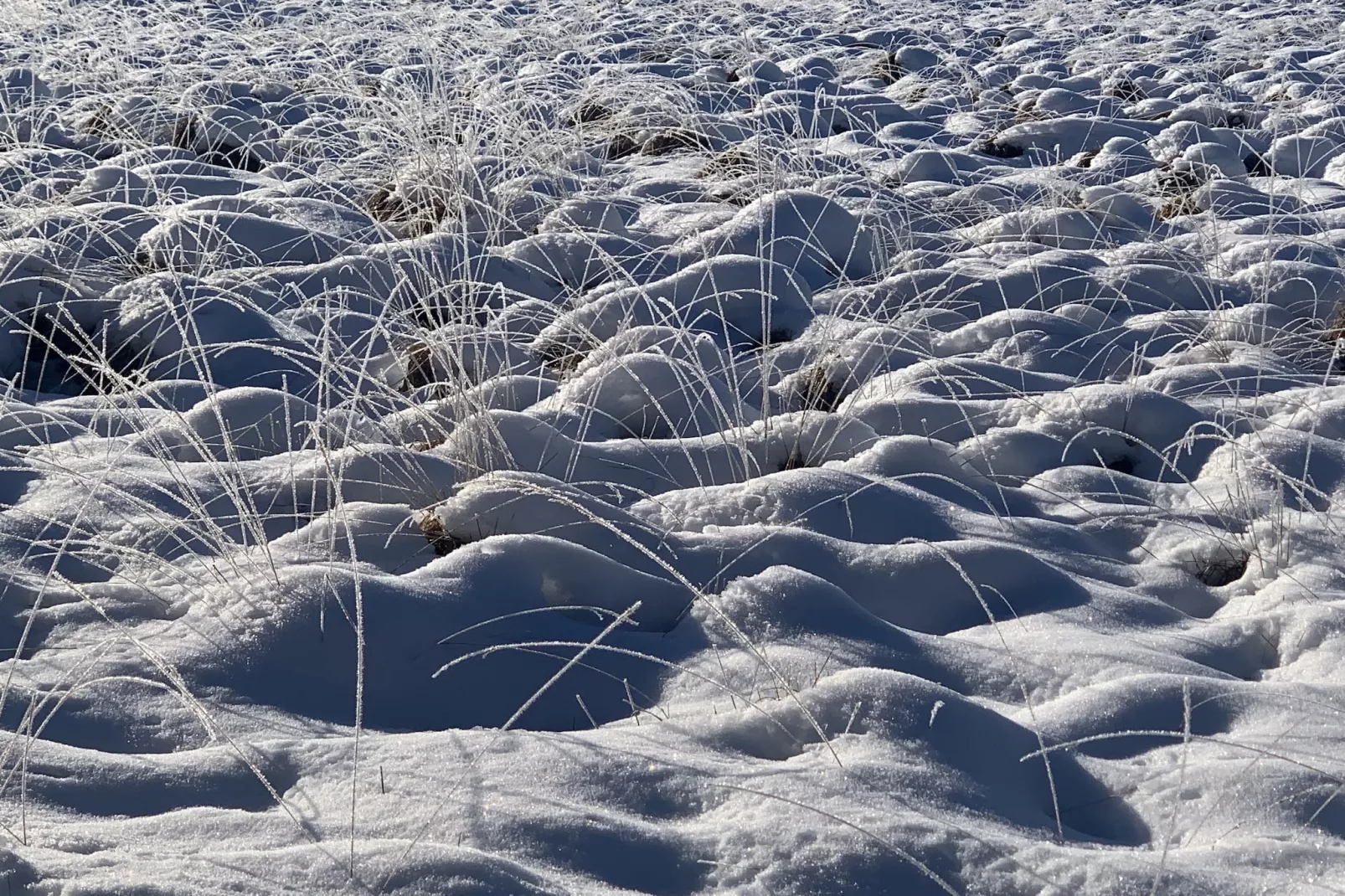 Hautes Fagnes-Gebied winter 20km