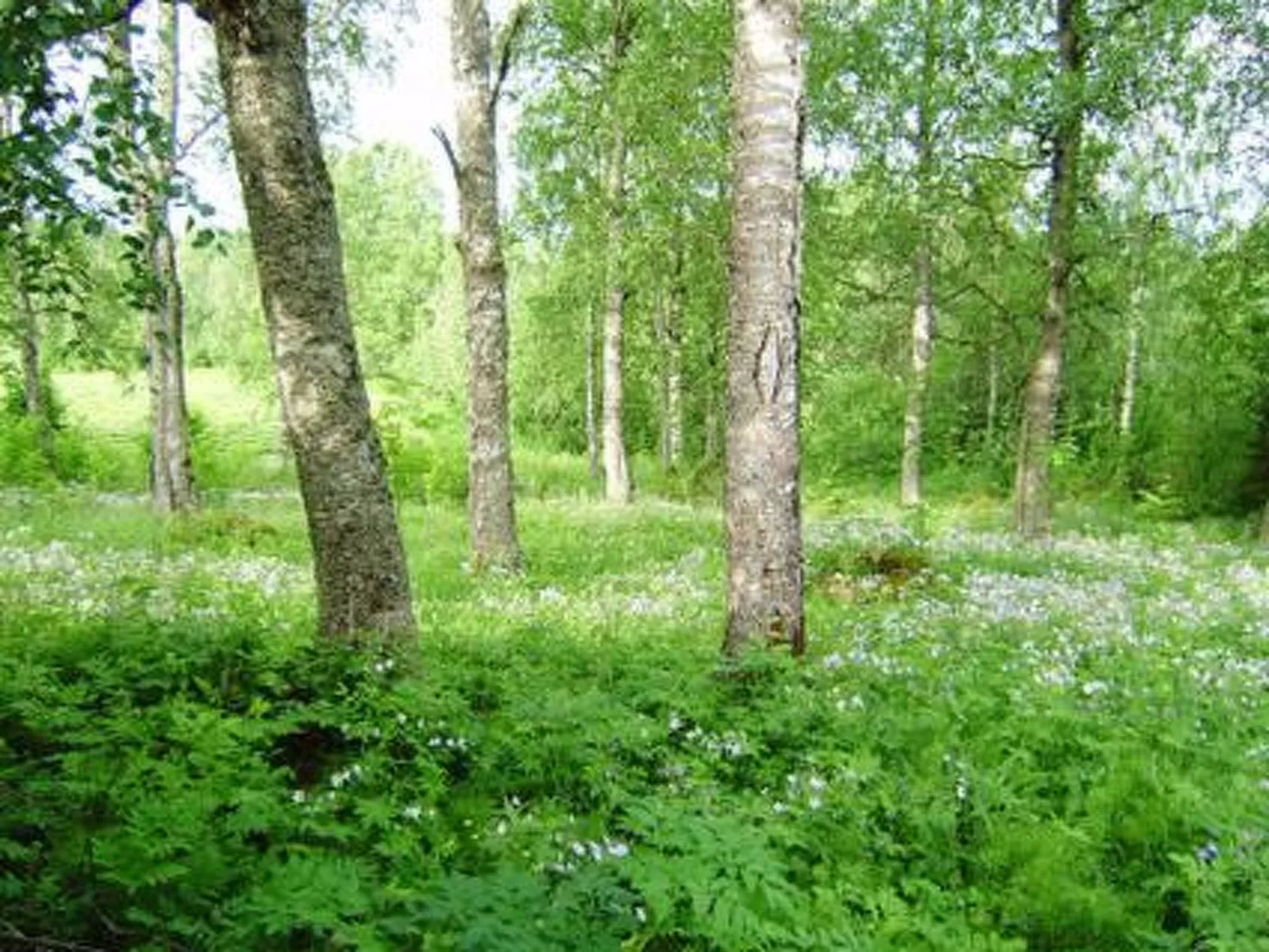 Villiruusu-Buiten