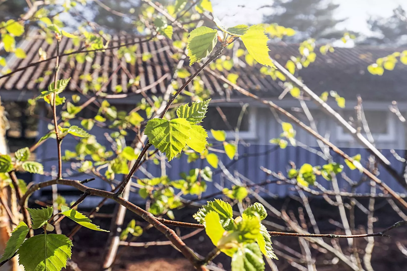 6 persoons vakantie huis in Ålbæk-Uitzicht