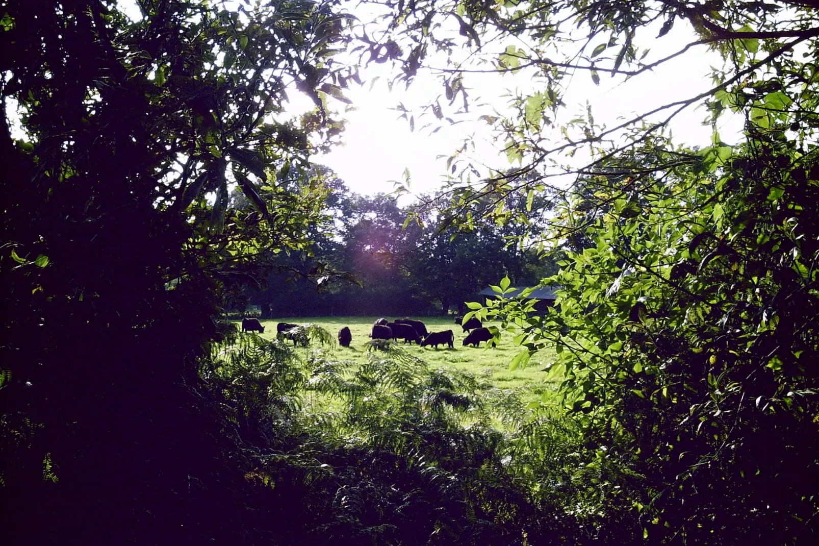 Biobauernhof-Uitzicht zomer