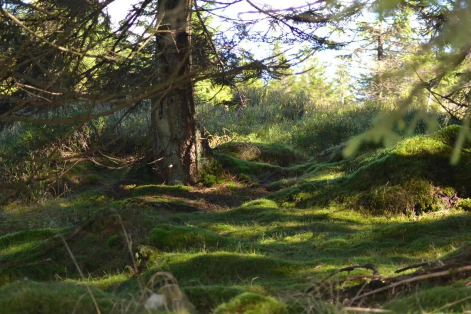 Ferienwohnung Stern - Harz Wildemann-Gebieden zomer 20km