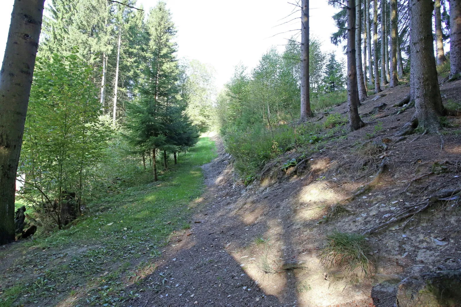 Murmeltier-Gebieden zomer 1km