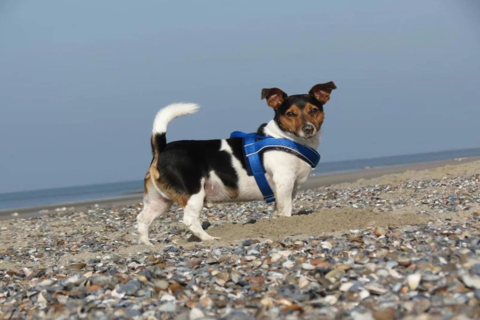 Fort den Haak - Chalet 1 tm 15  hond-Sfeer