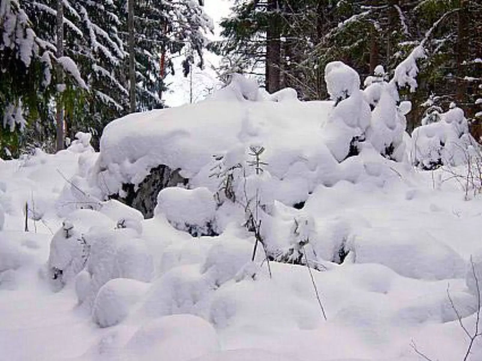 Metsäpirtti-Buiten
