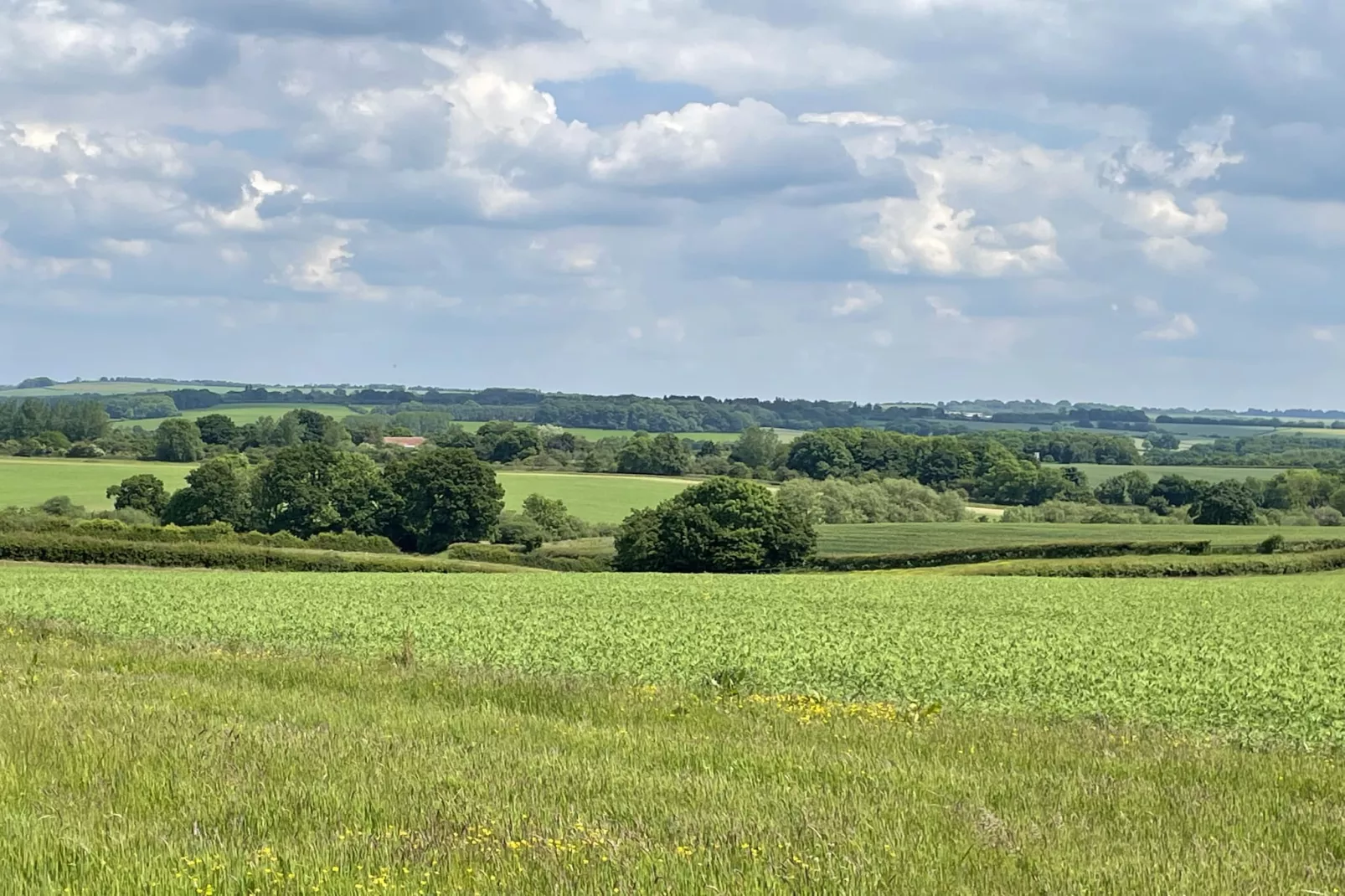 The Cornflower-Gebieden zomer 20km